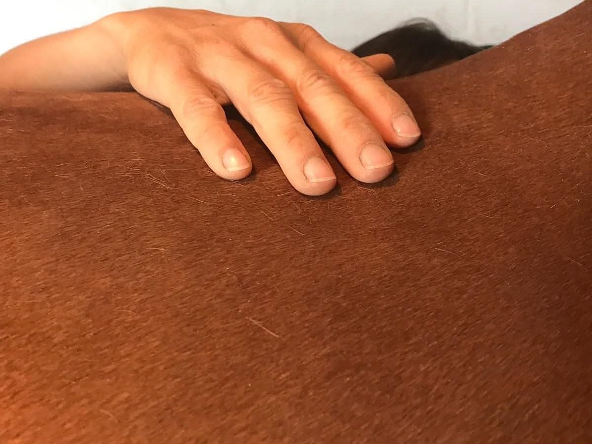 PERFORMANCES Equine et Canine : La Maîtrise Cinétique